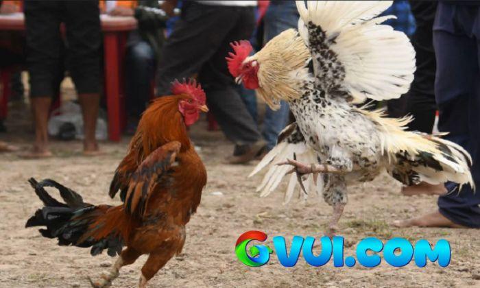 Cách chọn gà có vảy Linh Giáp Tử Cách chọn gà có vảy Linh Giáp Tử