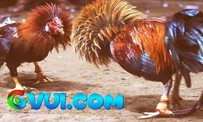 Giới thiệu cá cược đá gà cựa sắt tại GVUI.COM Giới thiệu cá cược đá gà cựa sắt tại GVUI.COM