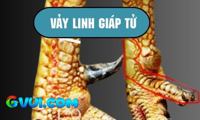 Giới thiệu về vảy Linh Giáp Tử Giới thiệu về vảy Linh Giáp Tử
