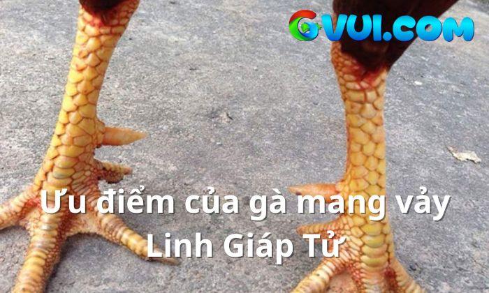 Ưu điểm của gà mang vảy Linh Giáp Tử Ưu điểm của gà mang vảy Linh Giáp Tử